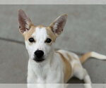Small Labrador Retriever Mix
