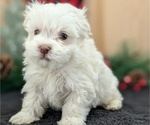 Small #2 Havanese