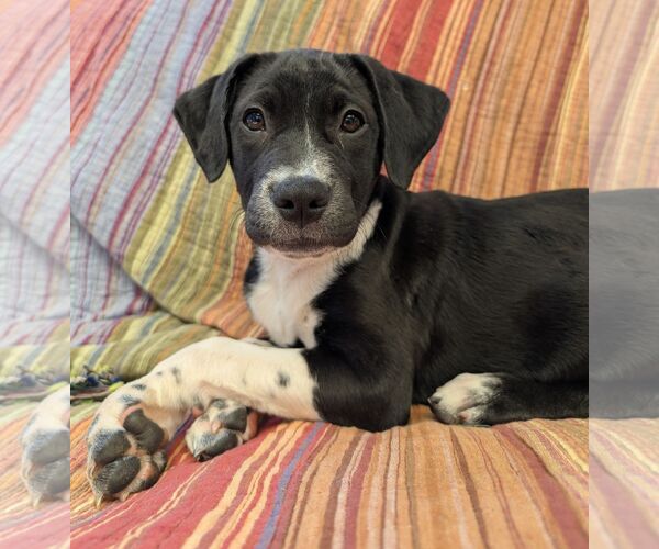 Medium Photo #2 Mutt Puppy For Sale in Cliffwood, NJ, USA
