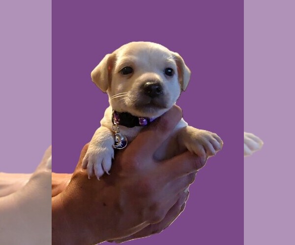 Medium Photo #2 Malchi Puppy For Sale in Pacifica, CA, USA