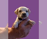 Small #1 Malchi