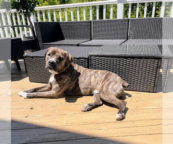 Medium Photo #42 American Pit Bull Terrier-Mountain Cur Mix Puppy For Sale in Rockaway, NJ, USA