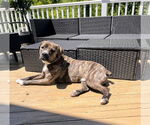 Small #41 American Pit Bull Terrier-Mountain Cur Mix