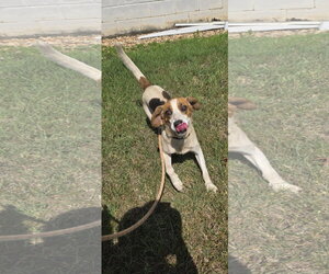 Loretta - Not at the Shelter (Wendy) - Female Mutt Dog for Adoption - Photo #7