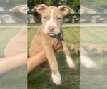 Small Photo #49 American Bully Puppy For Sale in LAKE STATION, IN, USA