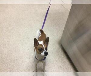 Mutt Dogs for adoption in Riverside, CA, USA