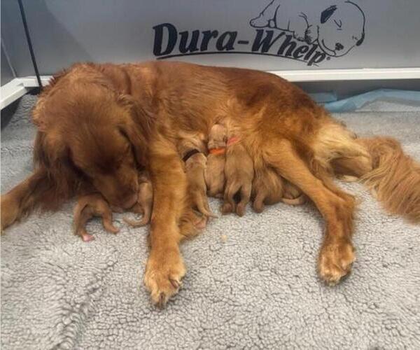 Medium Photo #2 Golden Retriever Puppy For Sale in AUMSVILLE, OR, USA