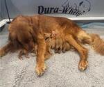 Small #1 Golden Retriever