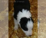 Small Photo #11 Border Collie Puppy For Sale in WHITE SALMON, WA, USA