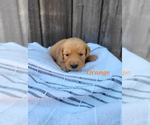 Small Photo #14 Golden Retriever Puppy For Sale in GRIDLEY, KS, USA