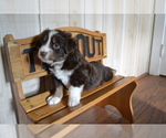 Small Photo #2 Miniature Australian Shepherd Puppy For Sale in WOODSTOCK, CT, USA