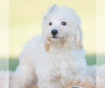 Puppy Sven Goldendoodle (Miniature)
