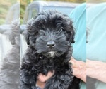 Puppy Puppy 2 Poovanese