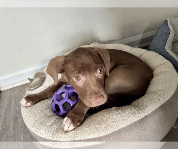 Medium Photo #8 Mutt Puppy For Sale in Mooresville, NC, USA