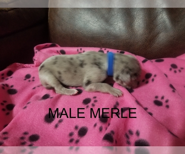 Medium Photo #2 Great Dane Puppy For Sale in CLAYTON, NC, USA