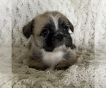 Small #4 French Bulldog