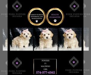 Maltipoo Puppy for sale in WARSAW, IN, USA