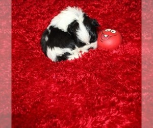 Shih Tzu Puppy for sale in THAYER, KS, USA