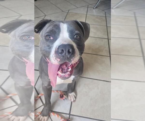 Medium Photo #2 American Pit Bull Terrier Puppy For Sale in DuQuoin, IL, USA