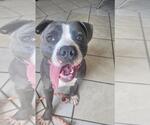 Small #1 American Pit Bull Terrier