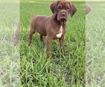 Image preview for Ad Listing. Nickname: Ruby