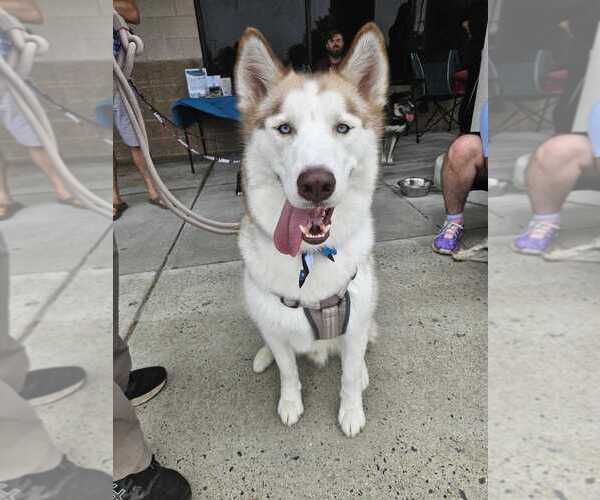 Medium Photo #18 Siberian Husky-Unknown Mix Puppy For Sale in Bethesda, MD, USA