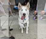 Small #17 Siberian Husky Mix
