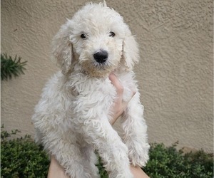 Labradoodle-Poodle (Standard) Mix Puppy for sale in SPRING HILL, FL, USA