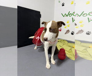 Jinny - Female Labrador Retriever-Unknown Mix Dog for Adoption - Photo #3