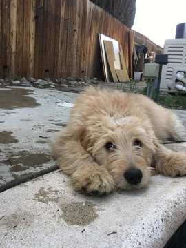 Medium Photo #1 Goldendoodle Puppy For Sale in CHINO, CA, USA
