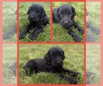 Puppy Ellie Goldendoodle