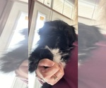 Small Photo #15 Shih Tzu Puppy For Sale in BRIDGETON, NJ, USA