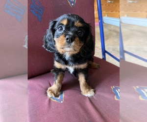 Cavalier King Charles Spaniel Puppy for sale in EASLEY, SC, USA