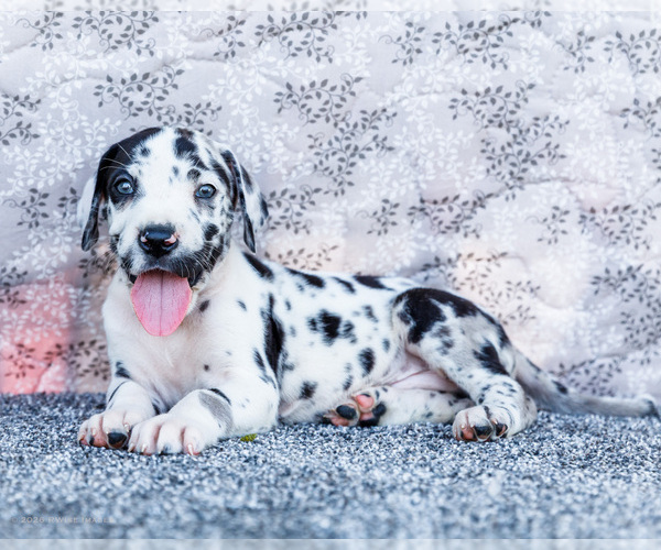 Medium Photo #13 Great Dane Puppy For Sale in WAKARUSA, IN, USA