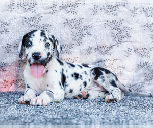 Medium Great Dane