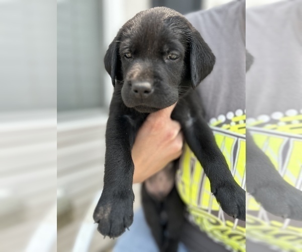 Medium Photo #1 Labrador Retriever Puppy For Sale in MC CORDSVILLE, IN, USA