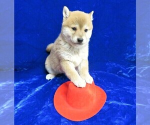 Medium Shiba Inu