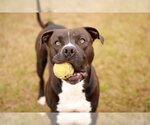Small Photo #1 Bullypit Puppy For Sale in Grovetown, GA, USA