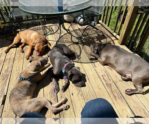 Medium Photo #14 American Pit Bull Terrier-Unknown Mix Puppy For Sale in Germantown, OH, USA