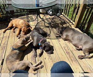 Catherine - Female American Pit Bull Terrier-Unknown Mix Dog for Adoption - Photo #14