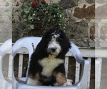 Small Photo #1 Bernedoodle Puppy For Sale in FREDERICKSBURG, OH, USA