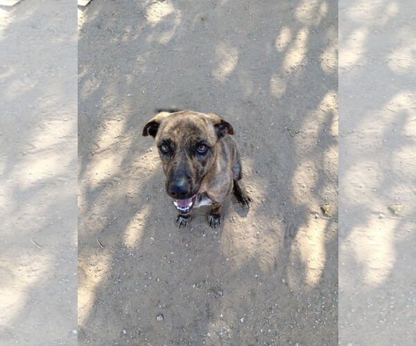 Medium Photo #7 Mutt Puppy For Sale in Apple Valley, CA, USA