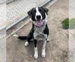 Small Border Collie Mix