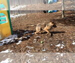 Small #20 German Shepherd Dog