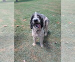 Small Poodle (Standard) Mix
