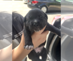 Small #5 Mutt