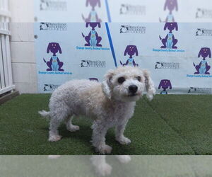 Poodle (Miniature)-Unknown Mix Dogs for adoption in Orlando, FL, USA