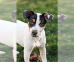 Small #2 Basenji-Rat Terrier Mix