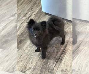 Pomeranian Puppy for sale in SAYBROOK, IL, USA