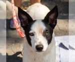 Small #2 Collie Mix